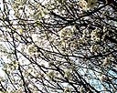 Bradford Pear Tree Blossoms 3.jpg